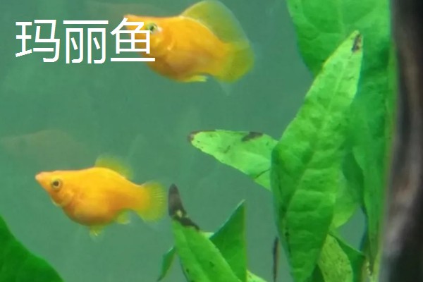 什么鱼不用打氧也可以活，有孔雀鱼、玛丽鱼等