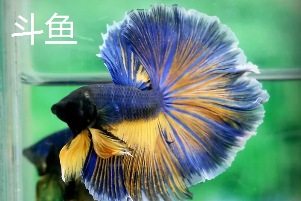 什么鱼不用打氧也可以活，有孔雀鱼、玛丽鱼等