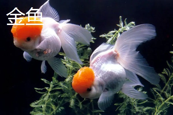 什么鱼不用打氧也可以活，有孔雀鱼、玛丽鱼等