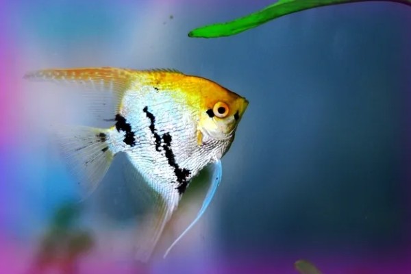 什么鱼不用打氧也可以活，有孔雀鱼、玛丽鱼等