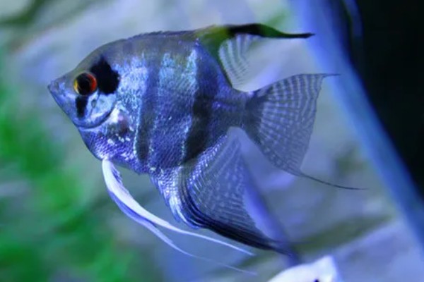 什么鱼不用打氧也可以活，有孔雀鱼、玛丽鱼等