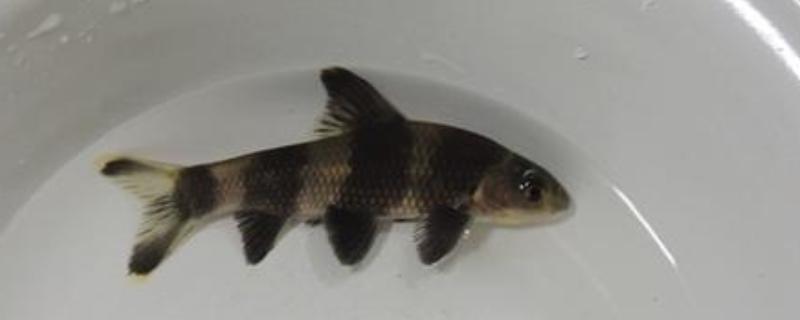 华鳈简介，原产于亚洲东部地区