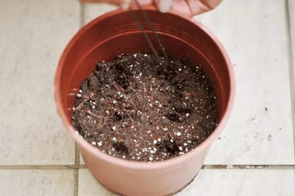 万寿菊的繁殖方法,以播种和扦插为主