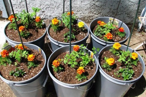 万寿菊的繁殖方法,以播种和扦插为主