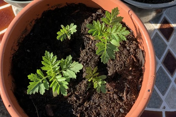 万寿菊的繁殖方法,以播种和扦插为主