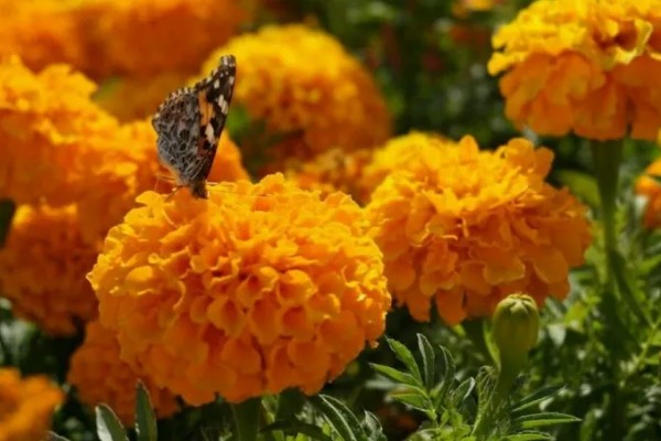 万寿菊的繁殖方法,以播种和扦插为主