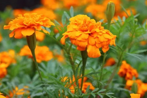 万寿菊的繁殖方法,以播种和扦插为主