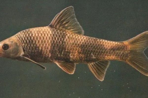 华鳈简介,原产于亚洲东部地区