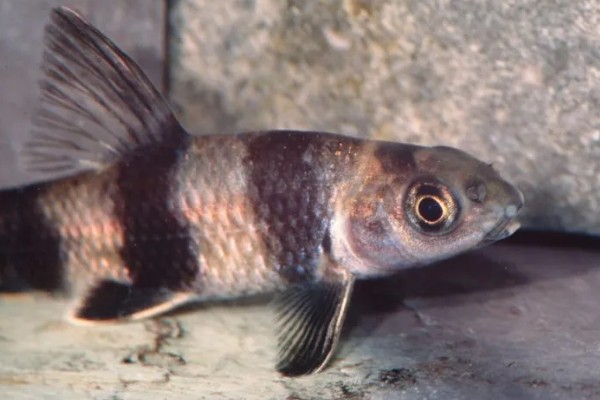 华鳈简介,原产于亚洲东部地区