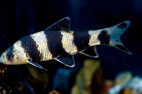 华鳈简介,原产于亚洲东部地区