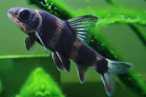 华鳈简介,原产于亚洲东部地区