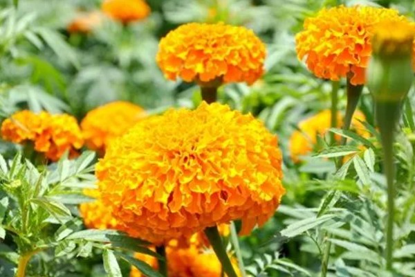 万寿菊的繁殖方法,以播种和扦插为主