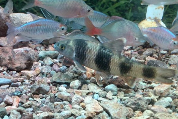 华鳈简介,原产于亚洲东部地区