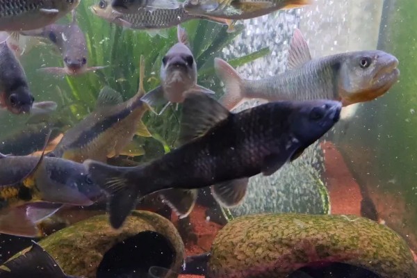 华鳈简介,原产于亚洲东部地区