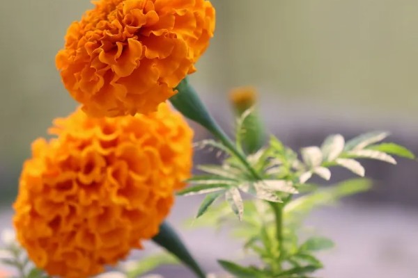 万寿菊的繁殖方法,以播种和扦插为主