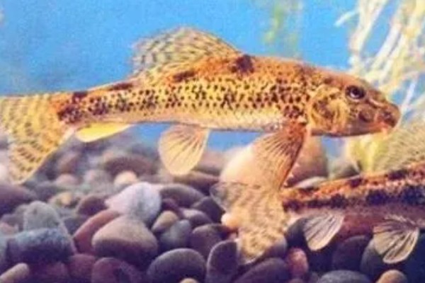 华鳈简介,原产于亚洲东部地区