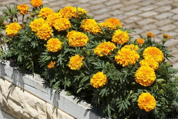 万寿菊的繁殖方法,以播种和扦插为主