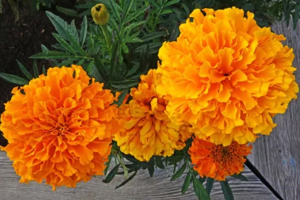 万寿菊的繁殖方法,以播种和扦插为主