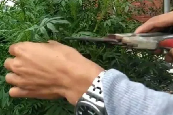 万寿菊的繁殖方法,以播种和扦插为主