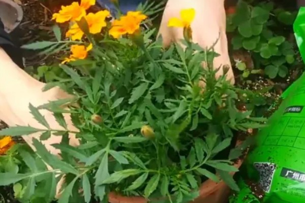 万寿菊的繁殖方法,以播种和扦插为主