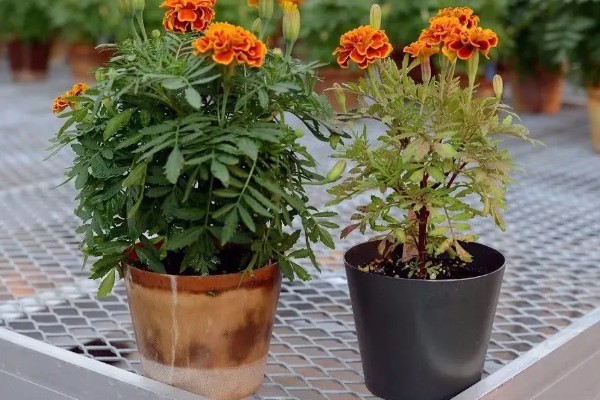 万寿菊的繁殖方法,以播种和扦插为主