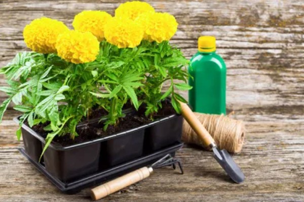 万寿菊的繁殖方法,以播种和扦插为主