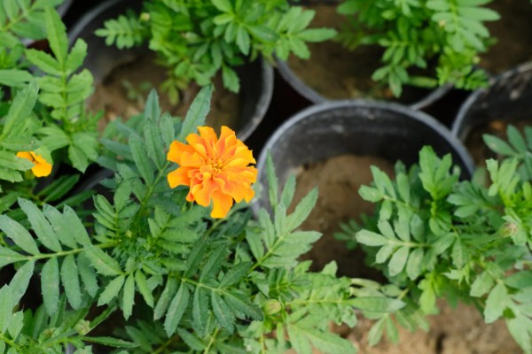 万寿菊的繁殖方法,以播种和扦插为主