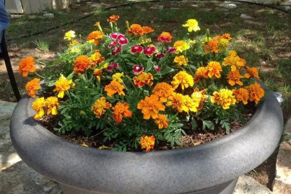 万寿菊的繁殖方法,以播种和扦插为主