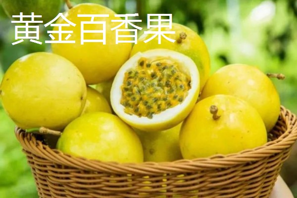哪些水果很受欢迎，常见黄金百香果、软枣猕猴桃等品种