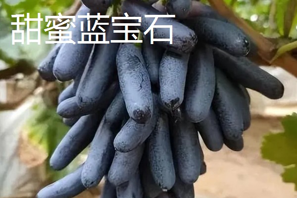 哪些水果很受欢迎，常见黄金百香果、软枣猕猴桃等品种