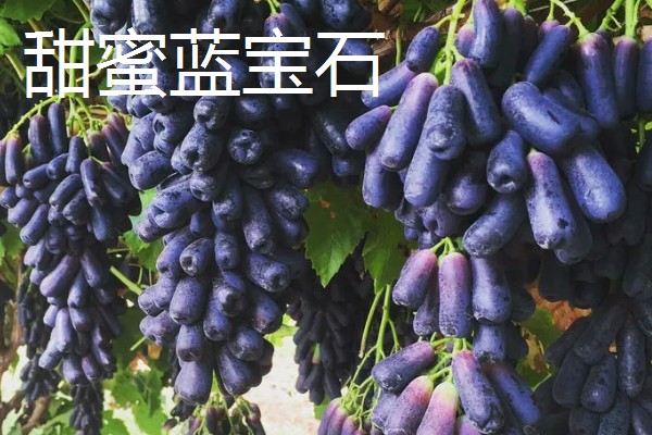 哪些水果很受欢迎，常见黄金百香果、软枣猕猴桃等品种