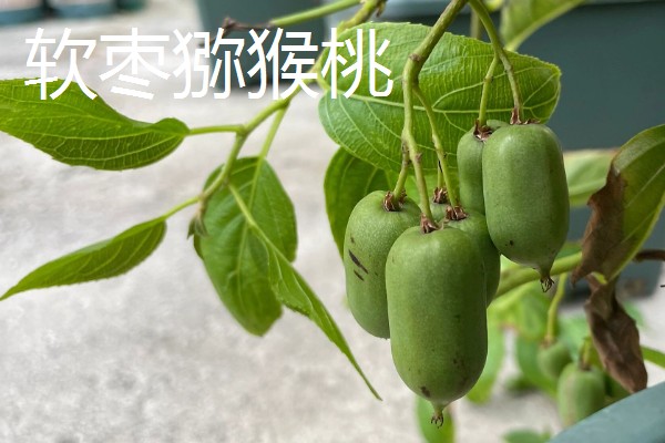 哪些水果很受欢迎，常见黄金百香果、软枣猕猴桃等品种