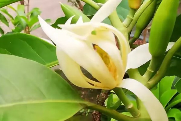 缅桂花的花语是什么,寓意收获、纯洁的爱等