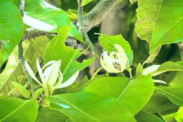 缅桂花的花语是什么,寓意收获、纯洁的爱等