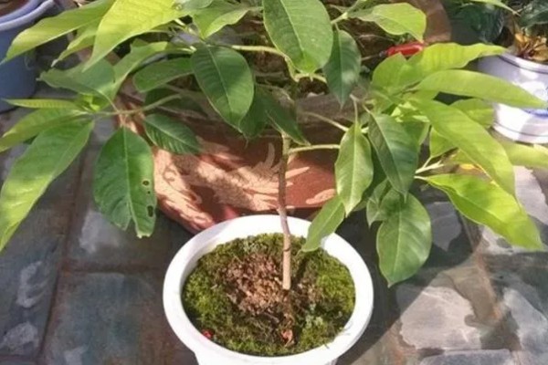 缅桂花的花语是什么,寓意收获、纯洁的爱等