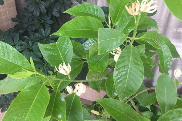 缅桂花的花语是什么,寓意收获、纯洁的爱等