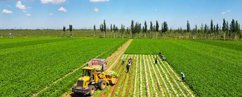 农业有什么地位,属于第一产业是国民经济的基础