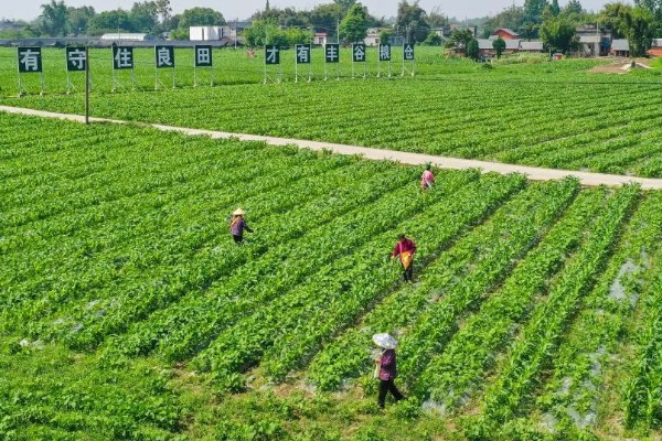农业有什么地位，属于第一产业是国民经济的基础