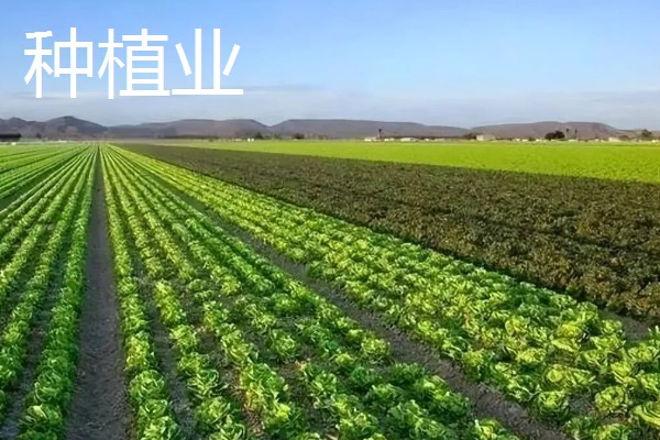 农业有什么地位，属于第一产业是国民经济的基础