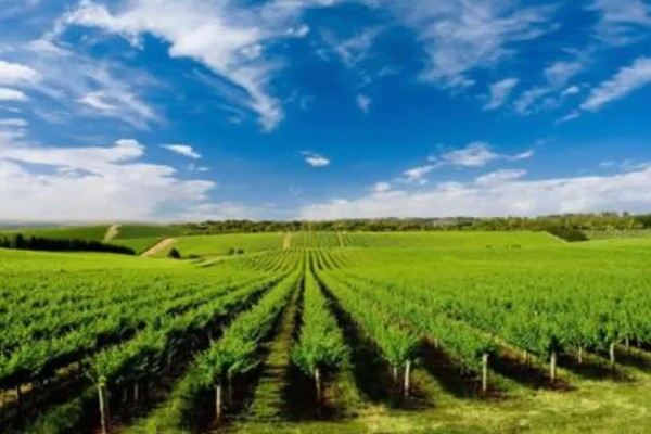 农业有什么地位，属于第一产业是国民经济的基础