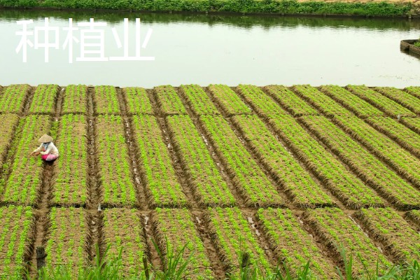 农业有什么地位，属于第一产业是国民经济的基础