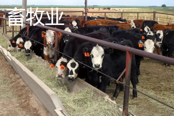 农业有什么地位，属于第一产业是国民经济的基础