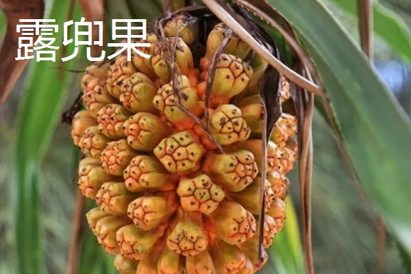 哪些水果很受欢迎，常见黄金百香果、软枣猕猴桃等品种