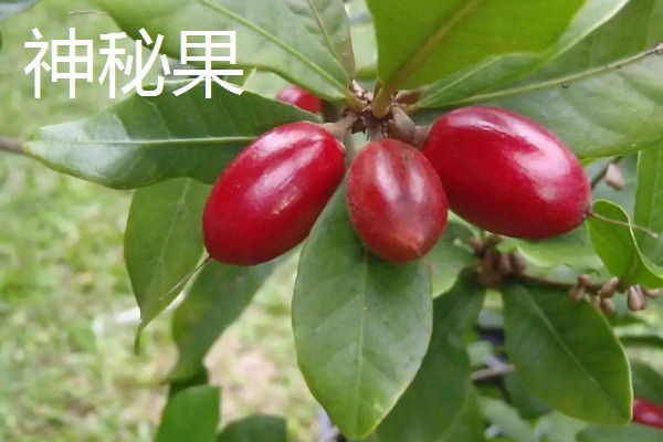 哪些水果很受欢迎，常见黄金百香果、软枣猕猴桃等品种