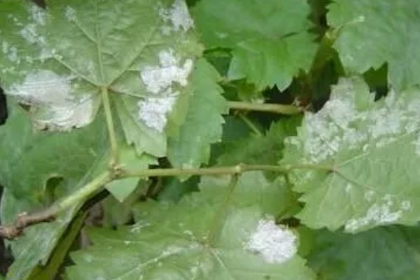 葡萄树叶子上的白霉是什么，应该就是霜霉病