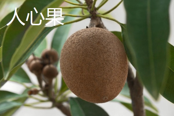 哪些水果很受欢迎，常见黄金百香果、软枣猕猴桃等品种