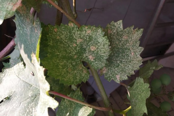 葡萄树叶子上的白霉是什么，应该就是霜霉病