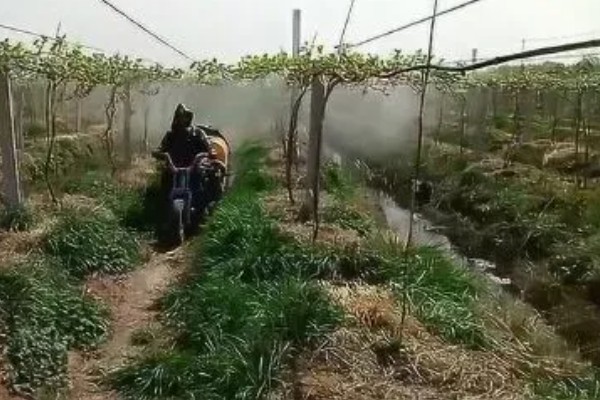 葡萄树叶子上的白霉是什么，应该就是霜霉病