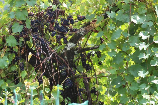 葡萄树叶子上的白霉是什么，应该就是霜霉病