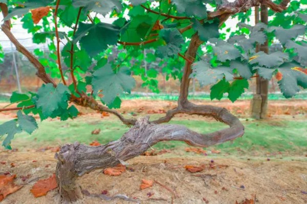 葡萄树叶子上的白霉是什么，应该就是霜霉病